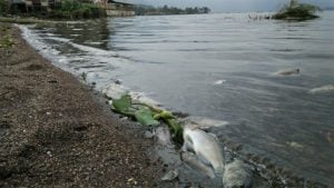 Belasan Ton Ikan Mati Mendadak di Danau Maninjau