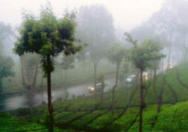Prediksi Cuaca di Sultra Hari Ini, Berpotensi Hujan Lebat Disertai Angin Kencang