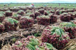 Dinas Pertanian Catat Produksi Bawang Merah Busel Capai 275 Ton Perbulan