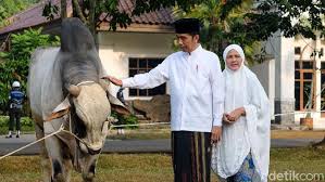 Jokowi Kembali Berkurban Sapi Limousin Seberat Satu Ton di Sultra