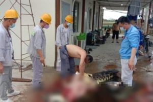 BKSDA Sultra Serius Tangani Kasus Pembunuhan Satwa Liar Buaya oleh TKA PT.OSS