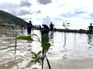PLN Kendari Serahkan Bantuan CSR 1.500 Bibit Mangrove untuk Kawasan Pesisir Lalonggasumeeto