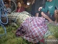 Evakuasi Buaya Berkalung Ban Berhasil, 50 Orang Bantu Angkat ke Darat