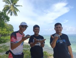 Disparekraf Sultra Dukung Penangkaran Tukik di Kawasan Pesisir Pantai Koguna Buton