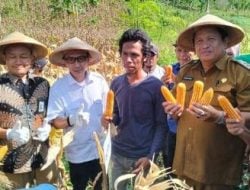 Kementan Tetapkan Kabupaten Muna Jadi Kawasan Sentra Jagung Nasional