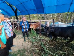 Dorong Konawe Sebagai Pusat Peternakan Sapi di Sultra, Bupati Berikan Motivasi Kepada Ratusan Petani Peternak