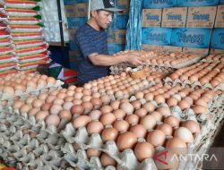 Harga Telur Merangkak Naik, Paling Murah Rp60.000 Per Rak