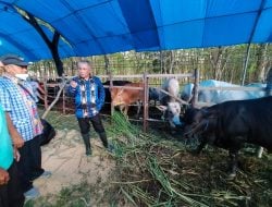 Persiapan Hadapi Hari Raya Idul Adha, Disnakeswan Kabupaten Konawe Massifkan Pemeriksaan Hewan Kurban