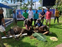 Idul Adha 1444 H, Kejati Sultra Sembelih 7 Ekor Sapi dan 4 Ekor Kambing