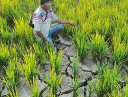 210 Hektar Lahan Sawah di Amohalo Terancam Gagal Panen Akibat El Nino, Kadis Pertanian : Kami Siapkan Suplai Air Lewat Pompanisasi