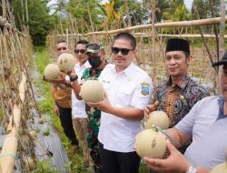 Bupati Kolaka Timur Gelar Silahturahmi dan Panen Melon di Lalowaru, Abdul Azis: Mari Manfaatkan Lahan dan Pekarangan Untuk Bertani