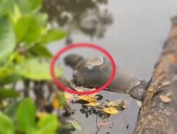 Ditemukan Sesosok Mayat Mengambang di Pinggir Sungai Dekat Jetty PLTU II PT. OSS di Kapoiala, Konawe