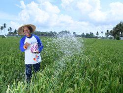 Pupuk Kaltim Jamin Ketersediaan 365.364 Ton Pupuk Subsidi Jelang Musim Tanam Kedua