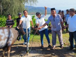 Idul Adha 1445 H, KUPP Molawe Serahkan Sapi Qurban di Empat Desa di Kabupaten Konawe Utara