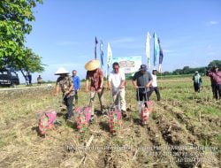 Tanam Perdana Agrosolution di Purbalingga, Pupuk Kaltim Sasar Pengembangan Benih Jagung Hibrida