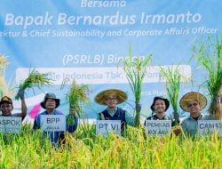 Berkah SRI Organik, Hasil Petani Kolaka Binaaan PT Vale IGP Pomalaa, Melimpah