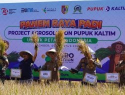 Pupuk Kaltim Sukses Tingkatkan Produktivitas Padi di Jember Melalui Program Agrosolution