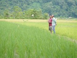 Petani Binaan PT Vale IGP Morowali Raih Penghargaan Dalam Anugerah Daya Saing Produk Pertanian