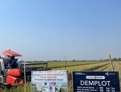 Demplot Pupuk Kaltim di Jombang, Hasil Padi Petani Capai 9,2 Ton/Ha