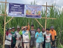 Demplot Pupuk Kaltim Tingkatkan Produktivitas Tebu Gorontalo hingga 128 Ton/Ha