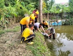 Budidayakan Ribuan Ikan Nila, Polsek Ranomeeto Siap Dukung Program Asta Cita