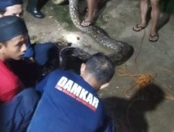 Respon Laporan Warga, Tim Rescue Damkarmat Kota Kendari Tangkap Ular Phyton Sepanjang 7 Meter di Labibia