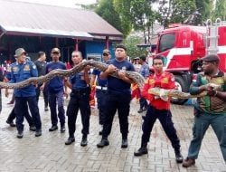 Dua Ular Phyton Hasil Tangkapan Dinas Damkarmat Kota Kendari Diserahkan ke BKSDA Sultra