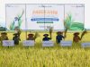 Agrosolution Pupuk Kaltim di Bone Bolango Gorontalo Capai Produktivitas 7,8 Ton/Ha