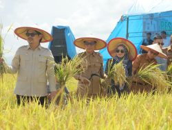 Bupati dan Wakil Bupati Koltim Gelar Panen Raya di Desa Mekar Jaya, Kecamatan Dangia